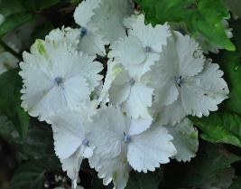 HydrangeamacrophyllaKoria