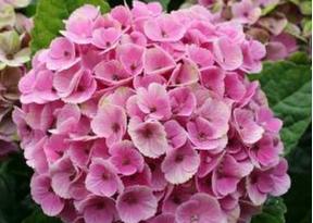 Hydrangea macrophylla 'Générale Vicomtesse de Vibraye' 1