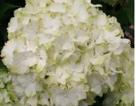 HydrangeamacrophyllaMagicalJade