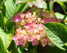 hydrangeamacrophyllamoscou