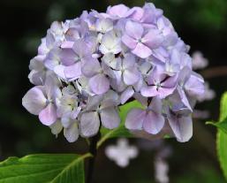 Hydrangeamacrophyllanigralandschape