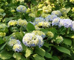 Hydrangea mme Emile Moullière