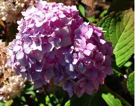 HydrangeamacrophyllaPennyMacrose