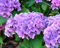 Hydrangea mme Emile Moullière