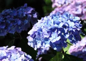 Hydrangea macrophylla 'Générale Vicomtesse de Vibraye' 1