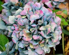 HydrangeamacrophyllaUrsula2VNokt