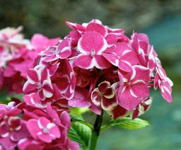 HydrangeamacrophyllaRedAce2vn