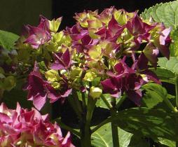 Hydrangea macrophylla 'Schöne Bautznerin' close up2