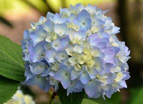 Hydrangea macrophylla 'Générale Vicomtesse de Vibraye' 1