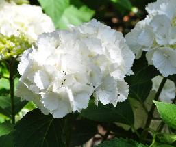 HydrangeamacrophyllaSnowball