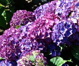 HydrangeamacrophyllaTicino