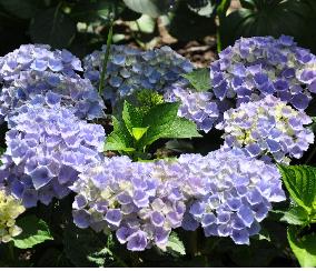 HydrangeamacrophyllaXiannice