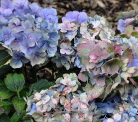 HydrangeamacrophyllaForeverBlue2uitbloei