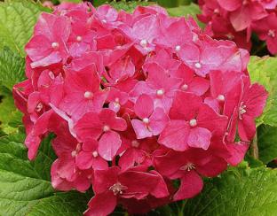 HydrangeamacrophyllaDeutschland