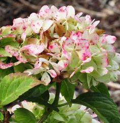 Hydrangea _macrophylla _'Soeur_Thérèse' herfstverkleuring 15 sept