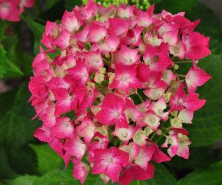 HydrangeamacrophyllaLeuchtfeuerjongebloemCloseupvnntuinvanDirkStaels