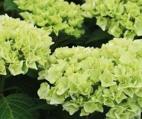 HydrangeamacrophyllaWudu