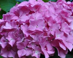 Hydrangea_macrophylla_'Gartenbaudirektor_Kühnert'_bloemen_vnn