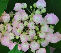 HydrangeamacrophyllaHomingojongebloem