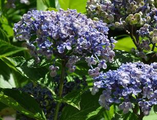 HydrangeamacrophyllaAyeshabeginseptembernice