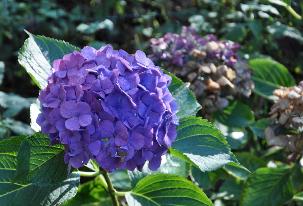 Hydrangeamacrophyllaholehirdpurpleherfstbloei