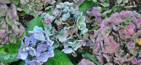 HydrangeamacrophyllaXianuitbloeimiddenoktober