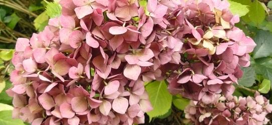 Hydrangea macrophylla 'Schöne Bautznerin' herfstuitbloei oktober 2009-5