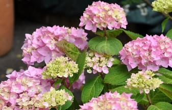 Hydrangeamacrophyllabouquetrose