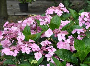 HydrangeamacrophyllaMariesiiperfectalacecapVN2