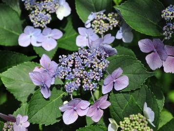 HydrangeamacrophyllaMariessiPerfectacloseupVNaug