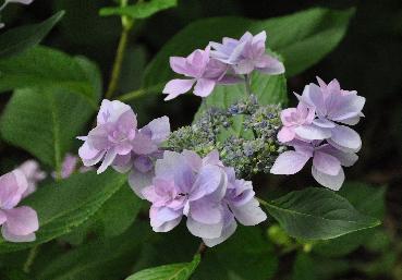 HydrangeamacrophyllaHanabiBlueVNN