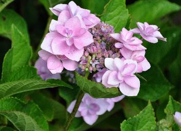 HydrangeamacrophyllaHannabibluerose