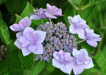 HydrangeamacrophyllaHannabiblue2