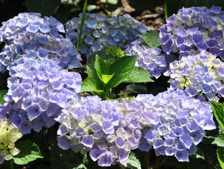 HydrangeamacrophyllaXiannice