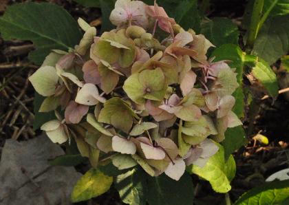 HydrangeamacrophyllaBelacloseupherfstkleurroze