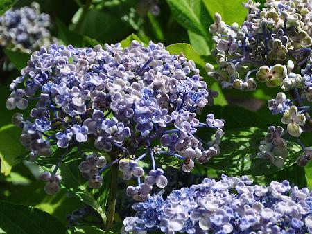 HydrangeamacrophyllaAeyshanice2sept