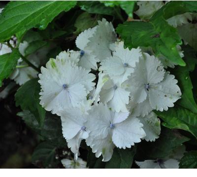 Hydrangea macrophylla 'Korea'