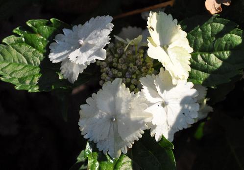 Hydrangea macrophylla KoreaV VN