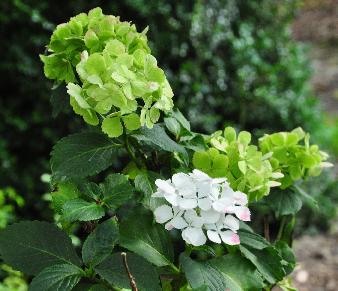 HydrangeamacrophyllaNeufherfstverkleuringnieuwebloemVNN15sept