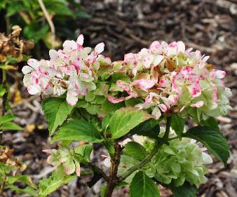 Hydrangea  macrophylla 'Soeur Thérèse' herfstverkleuring 15 sept