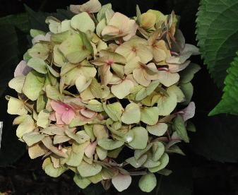 HydrangeamacrophyllaBelaherfstverkleuringbloem