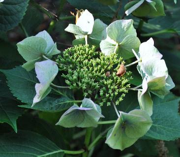 HydrangeamacrophyllaBlaumeisefotouitbloeiherfstmidokt