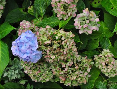 HydrangeamacrophyllaOtaksaherfstverkleuringVN