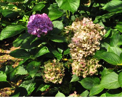 HydrangeamacrophyllaPrinsesBeatrixherfstverkleuringjongebloem