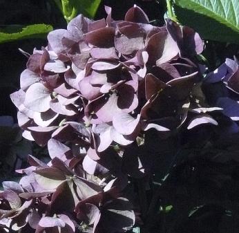 Hydrangea macrophylla 'Schöne Bautznerin' Herfstverkleuring oktober