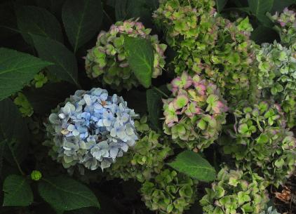 HydrangeamacrophyllaSemperflorensherfstverkleuring