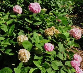 HydrangeamacrophyllaShinozakiherfstverkleuringvolwbloem15sept2