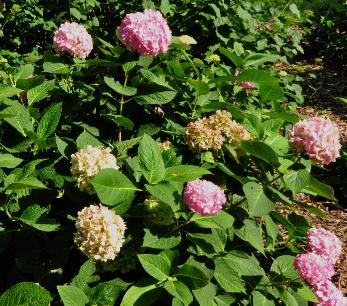 HydrangeamacrophyllaShinozakiherfstverkleuringvolwbloem15sept2