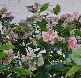 HydrangeamacrophyllaAnnekeSterkenHerfstkleuren16november2010