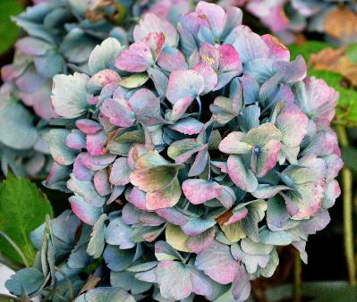 HydrangeamacrophyllaUrsula2VNokt